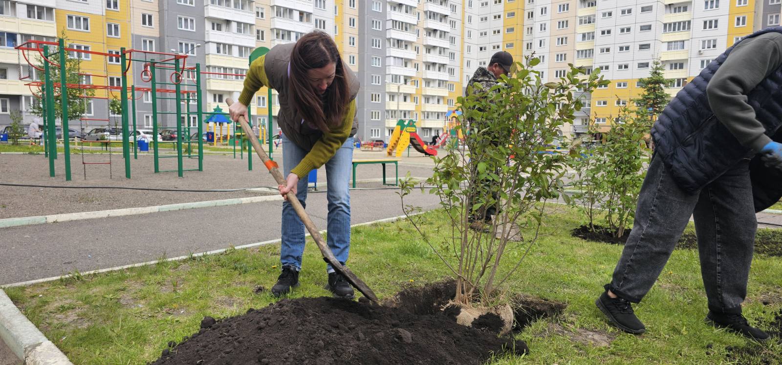 На ул. Ольховой высадили сирень изображение 1