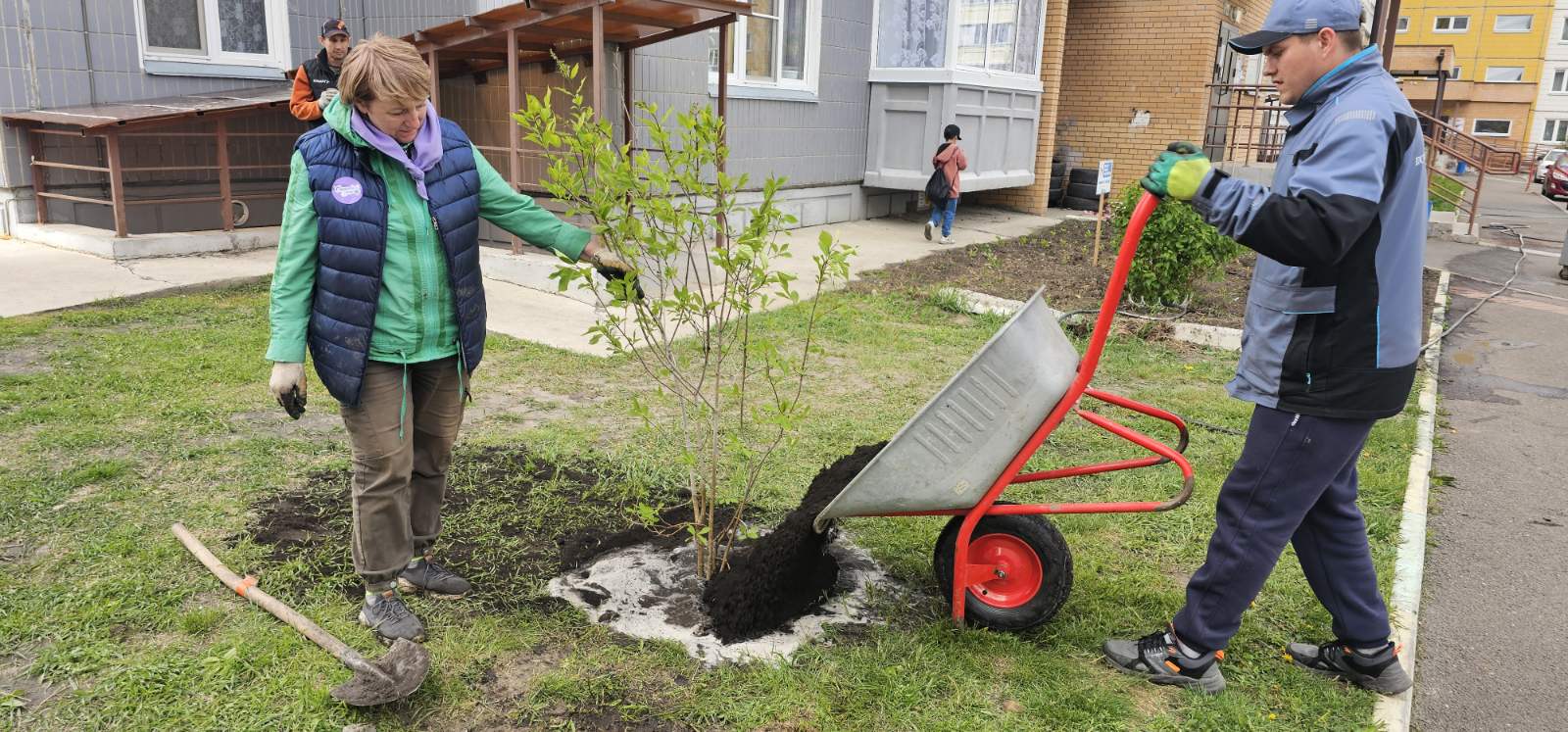 На ул. Ольховой высадили сирень изображение 1