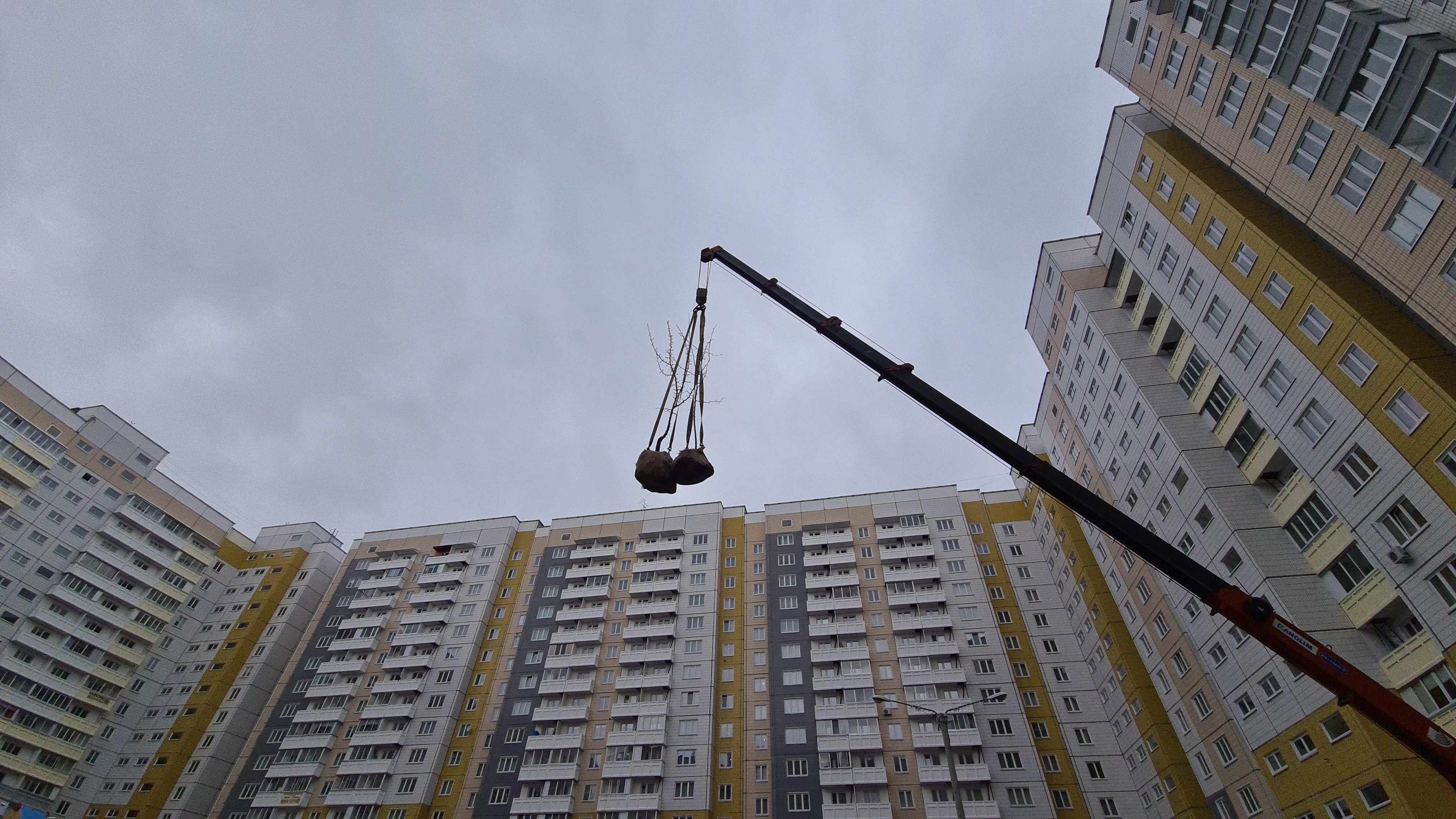 Дворы на ул. Ольховой украсят груши и ясени изображение 1
