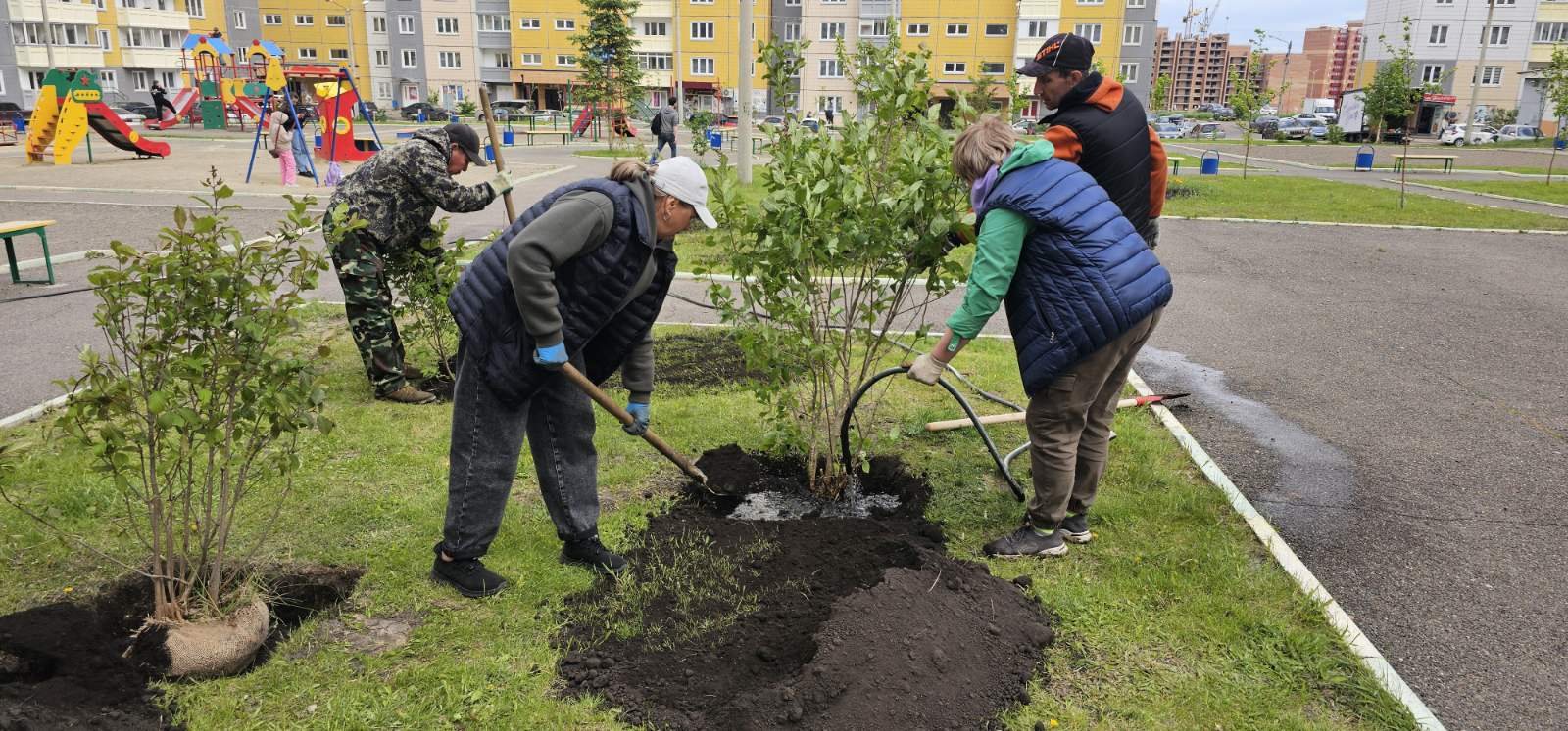 На ул. Ольховой высадили сирень изображение 1