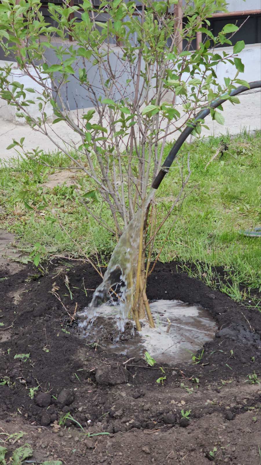 На ул. Ольховой высадили сирень изображение 1