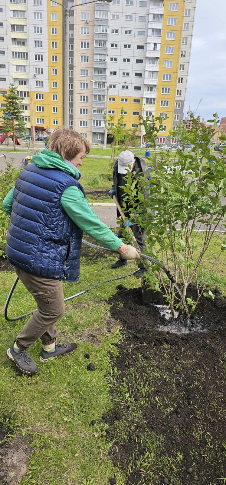 На ул. Ольховой высадили сирень изображение 1