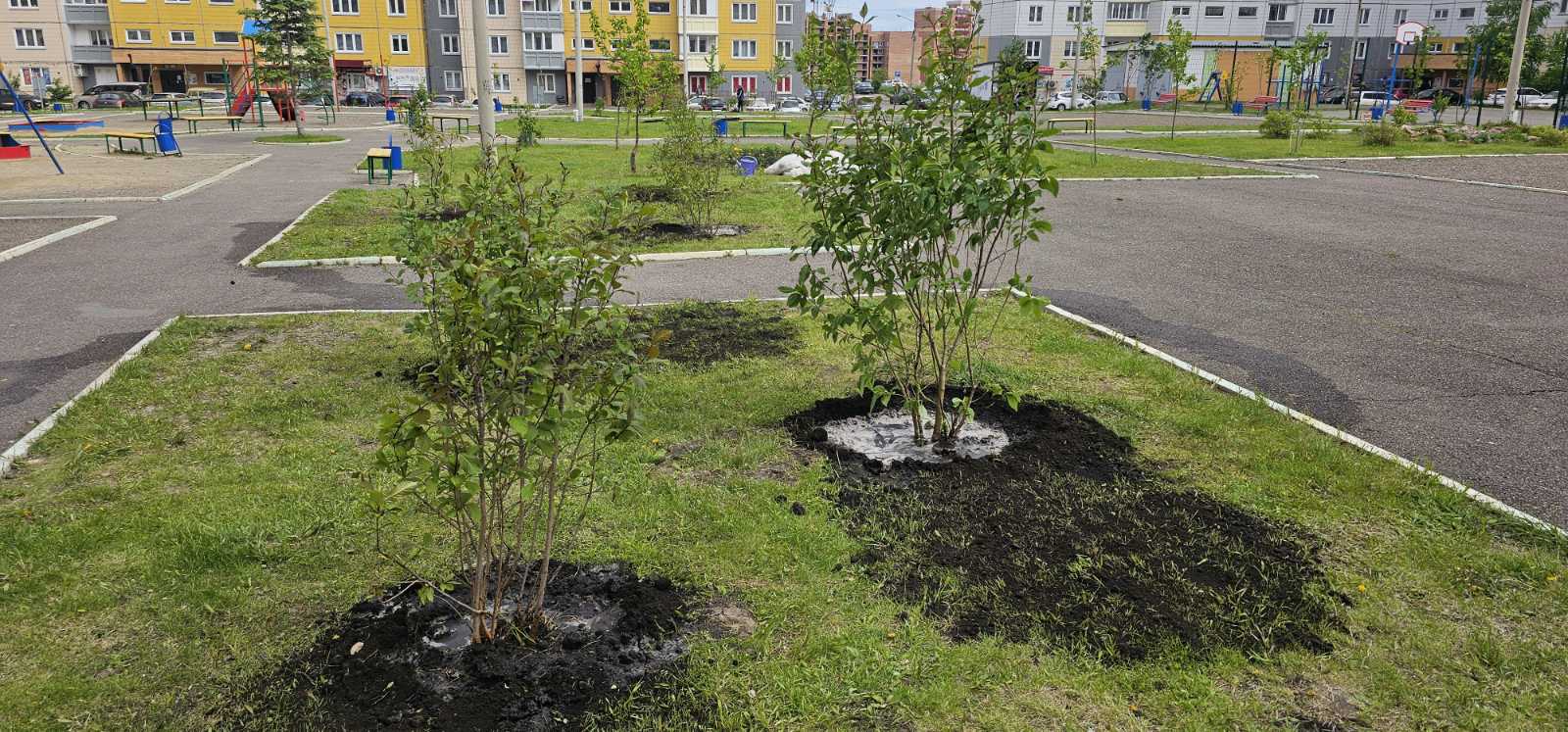 На ул. Ольховой высадили сирень изображение 1