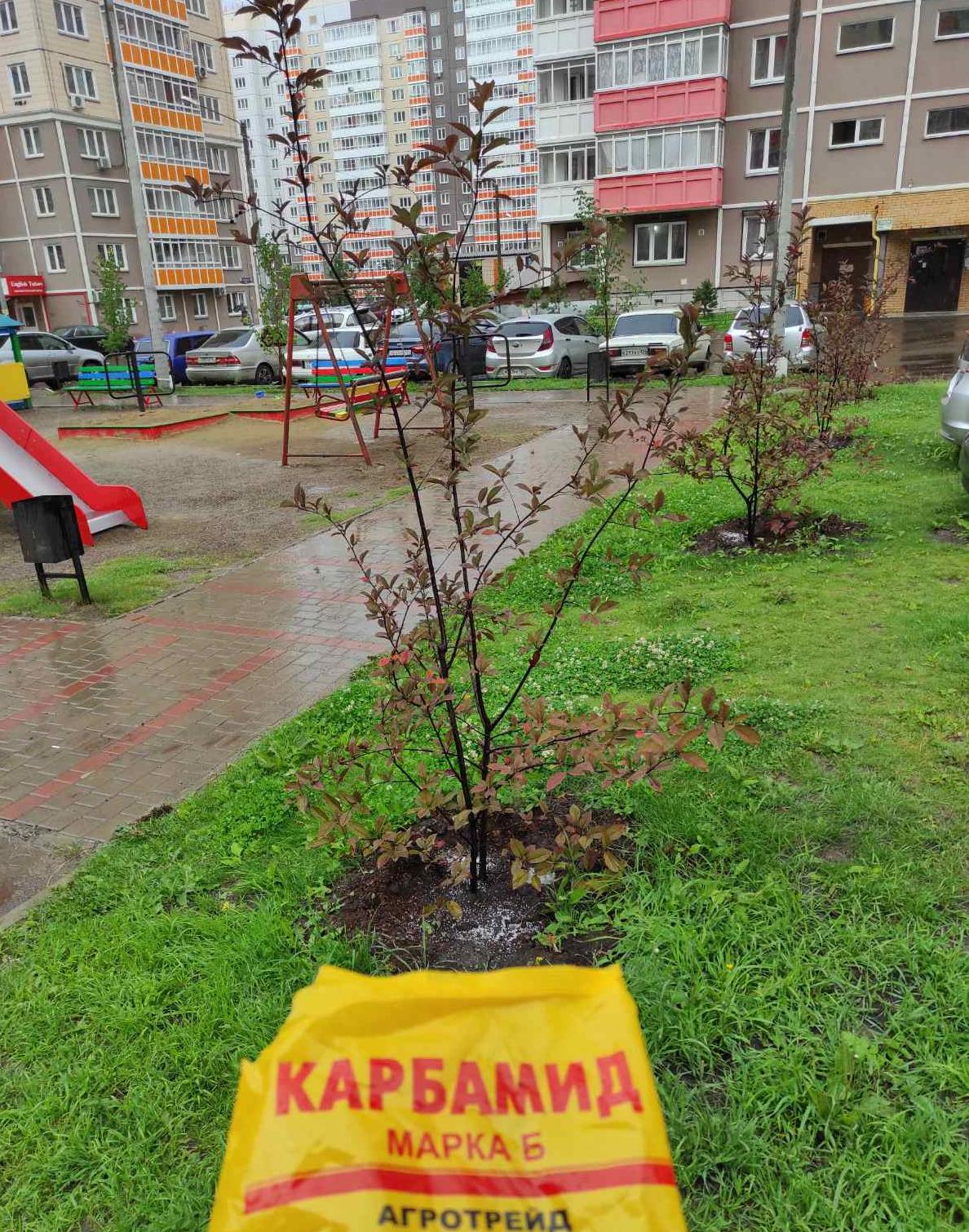 Проводим подкормку цветов и деревьев во дворах изображение 1