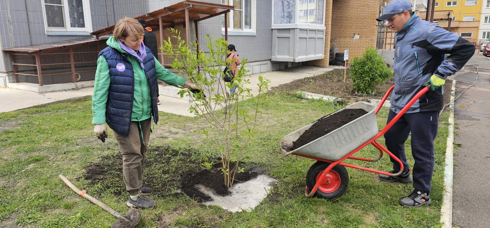 На ул. Ольховой высадили сирень изображение 1