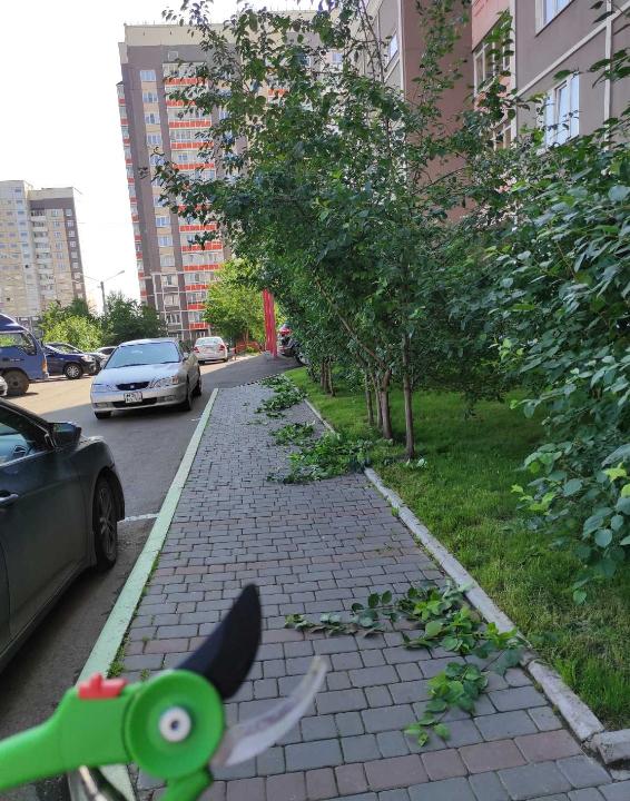 Подрезаем ветки деревьев на пешеходных дорожках