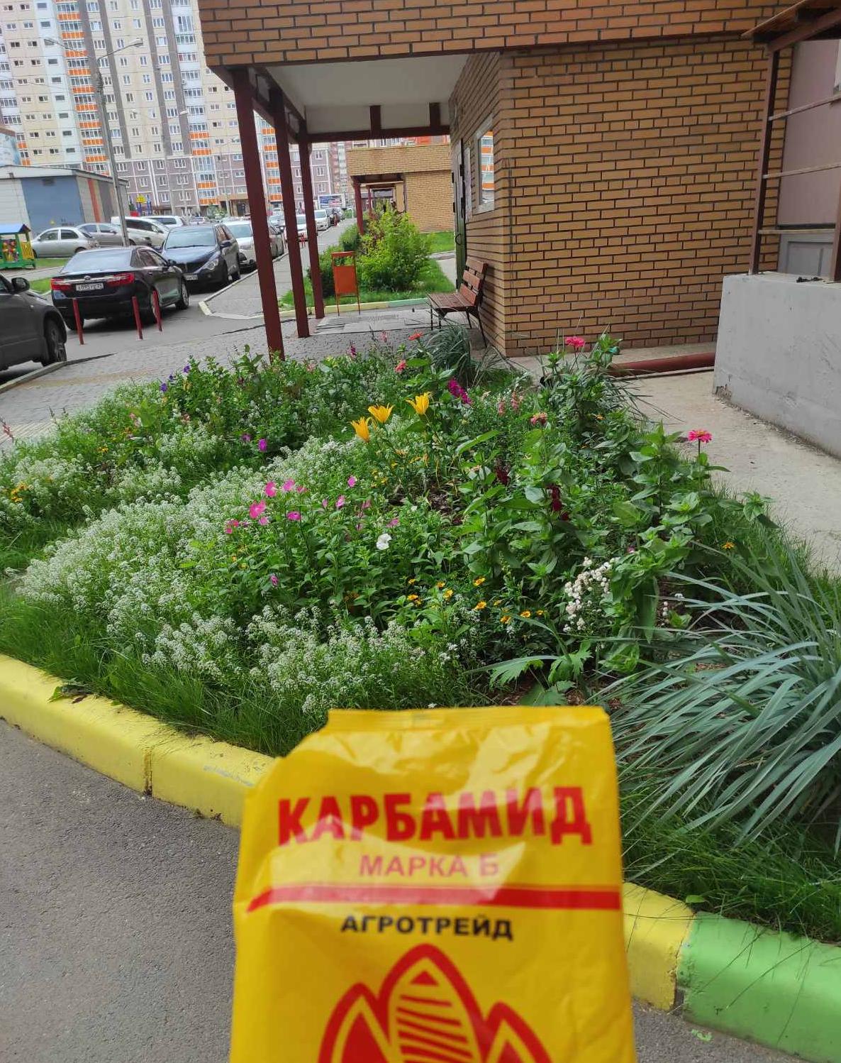 Проводим подкормку цветов и деревьев во дворах изображение 1