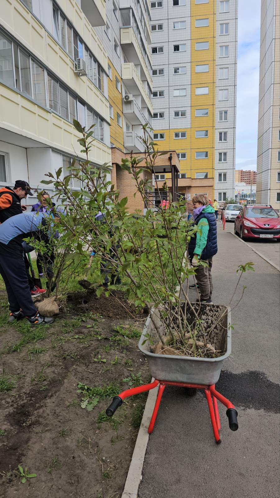 На ул. Ольховой высадили сирень изображение 1