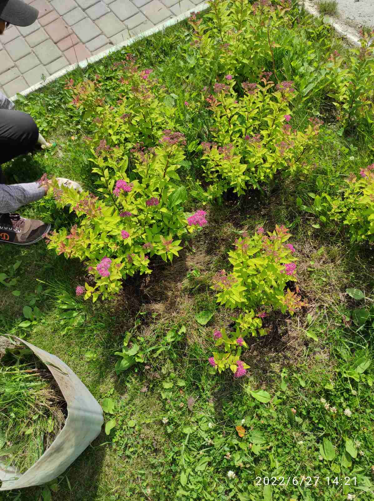 На наших клумбах кустарники в форме и цветы без сорняков изображение 1