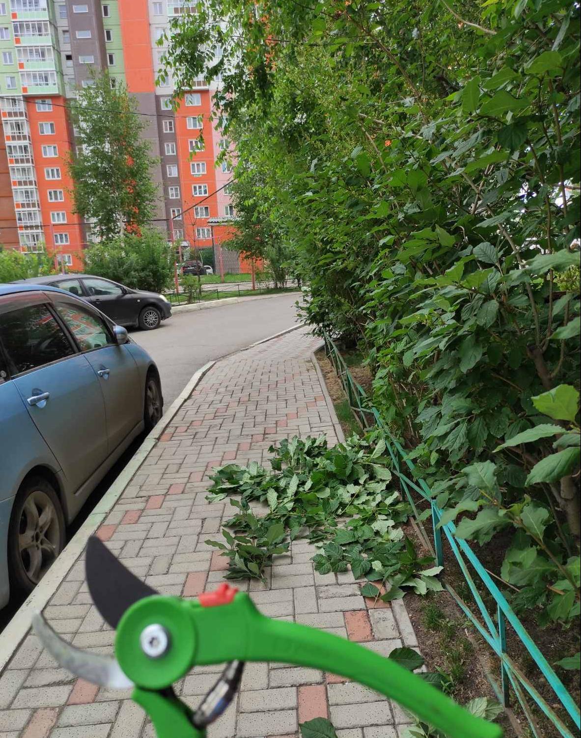 Подрезаем ветки деревьев на пешеходных дорожках изображение 1