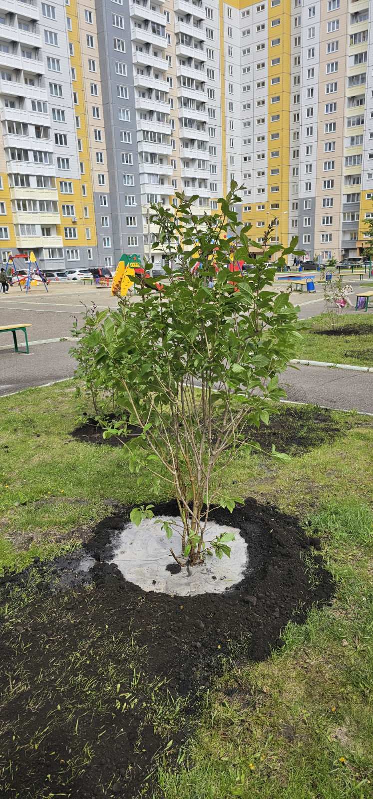 На ул. Ольховой высадили сирень изображение 1