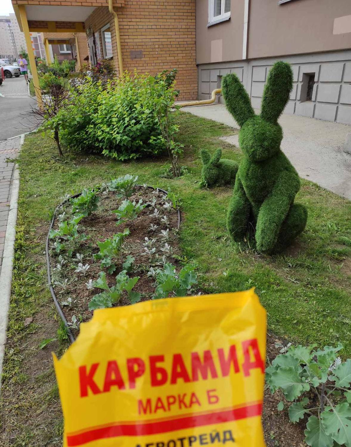 Проводим подкормку цветов и деревьев во дворах изображение 1