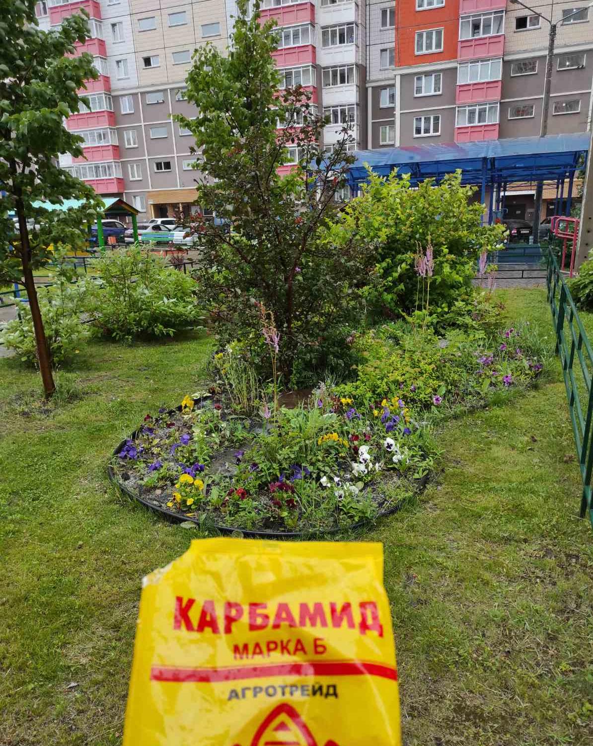 Проводим подкормку цветов и деревьев во дворах изображение 1