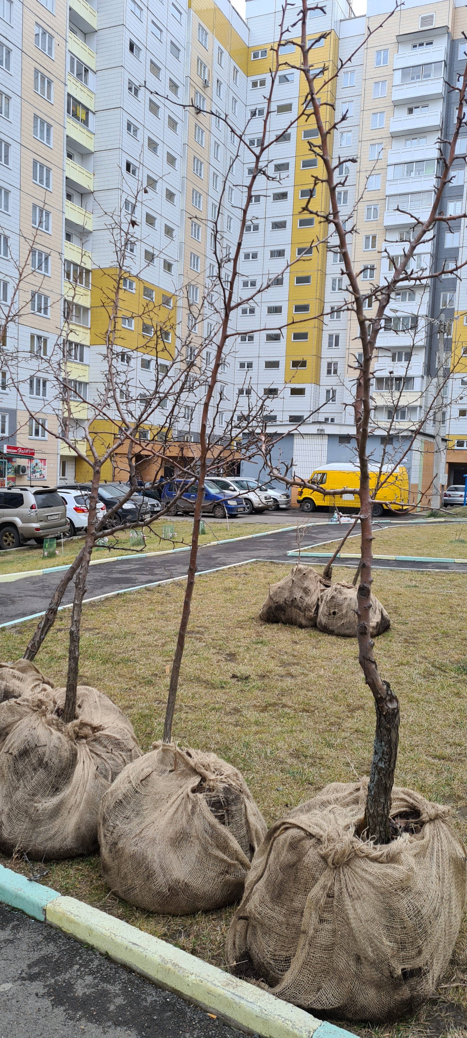 Дворы на ул. Ольховой украсят груши и ясени изображение 1