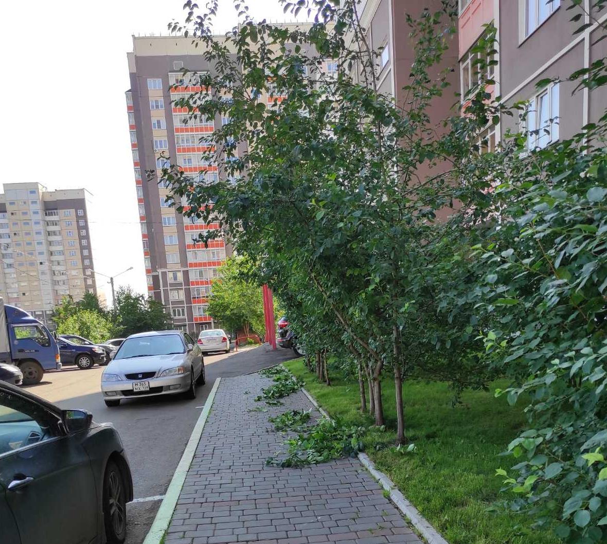 Подрезаем ветки деревьев на пешеходных дорожках изображение 1