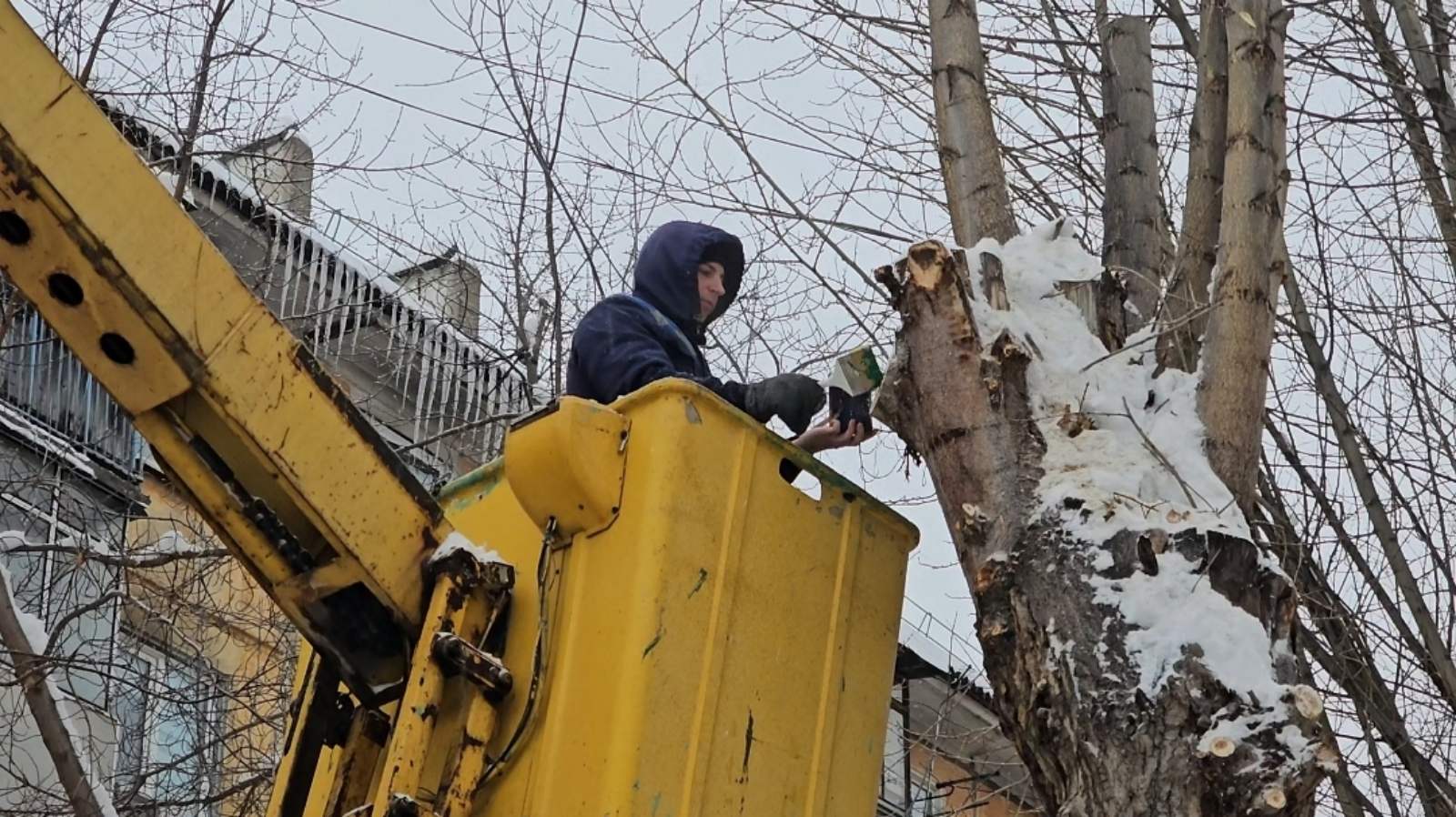 Во дворах проводится обрезка деревьев изображение 1