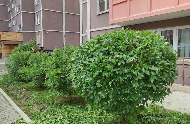 На наших клумбах кустарники в форме и цветы без сорняков