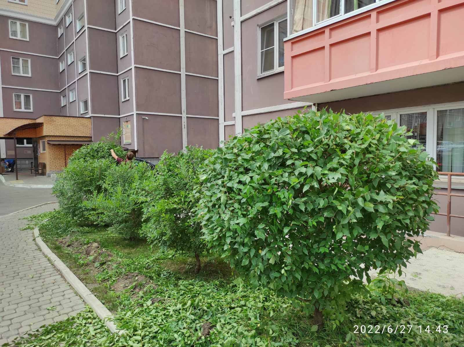 На наших клумбах кустарники в форме и цветы без сорняков изображение 1