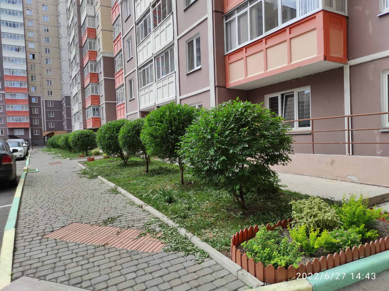 На наших клумбах кустарники в форме и цветы без сорняков изображение 1