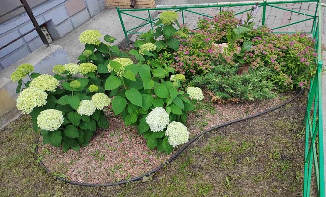 Проводим подкормку цветов и деревьев во дворах