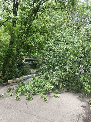 Аварийные деревья подлежат сносу