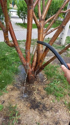 Политый газон - красивый газон