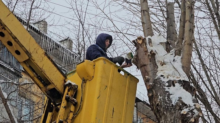 Во дворах проводится обрезка деревьев Во дворах проводится обрезка деревьев