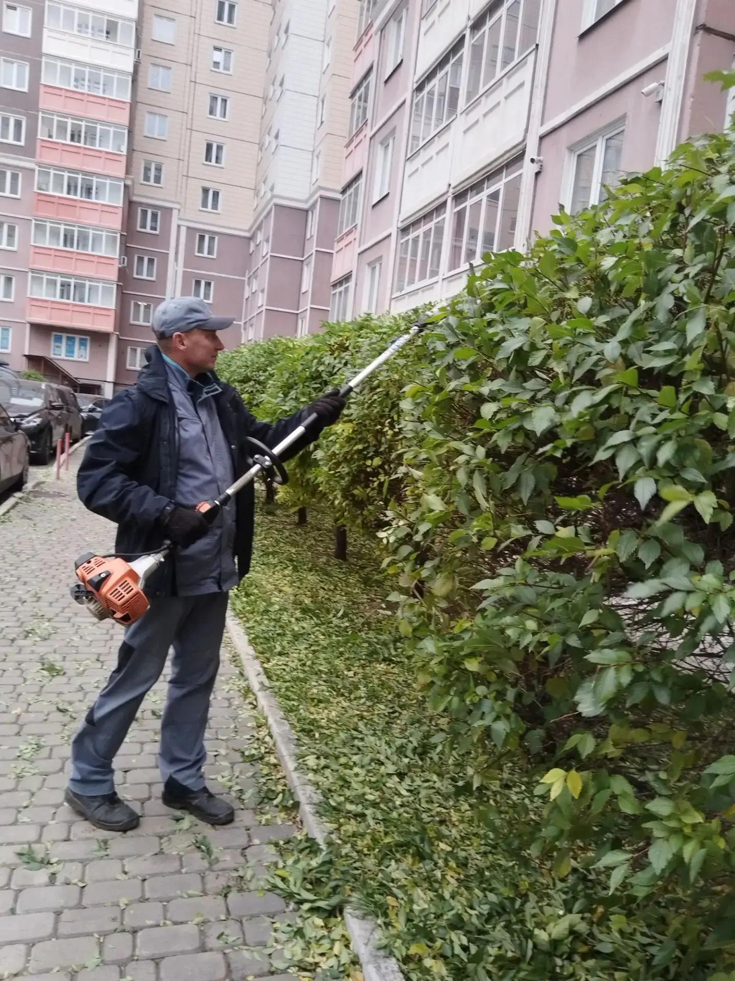 Чернышевского 118а формовка вяза
