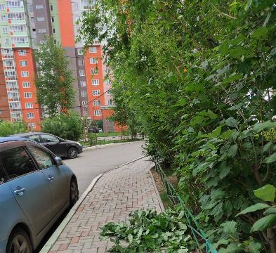 Подрезаем ветки деревьев на пешеходных дорожках Подрезаем ветки деревьев на пешеходных дорожках