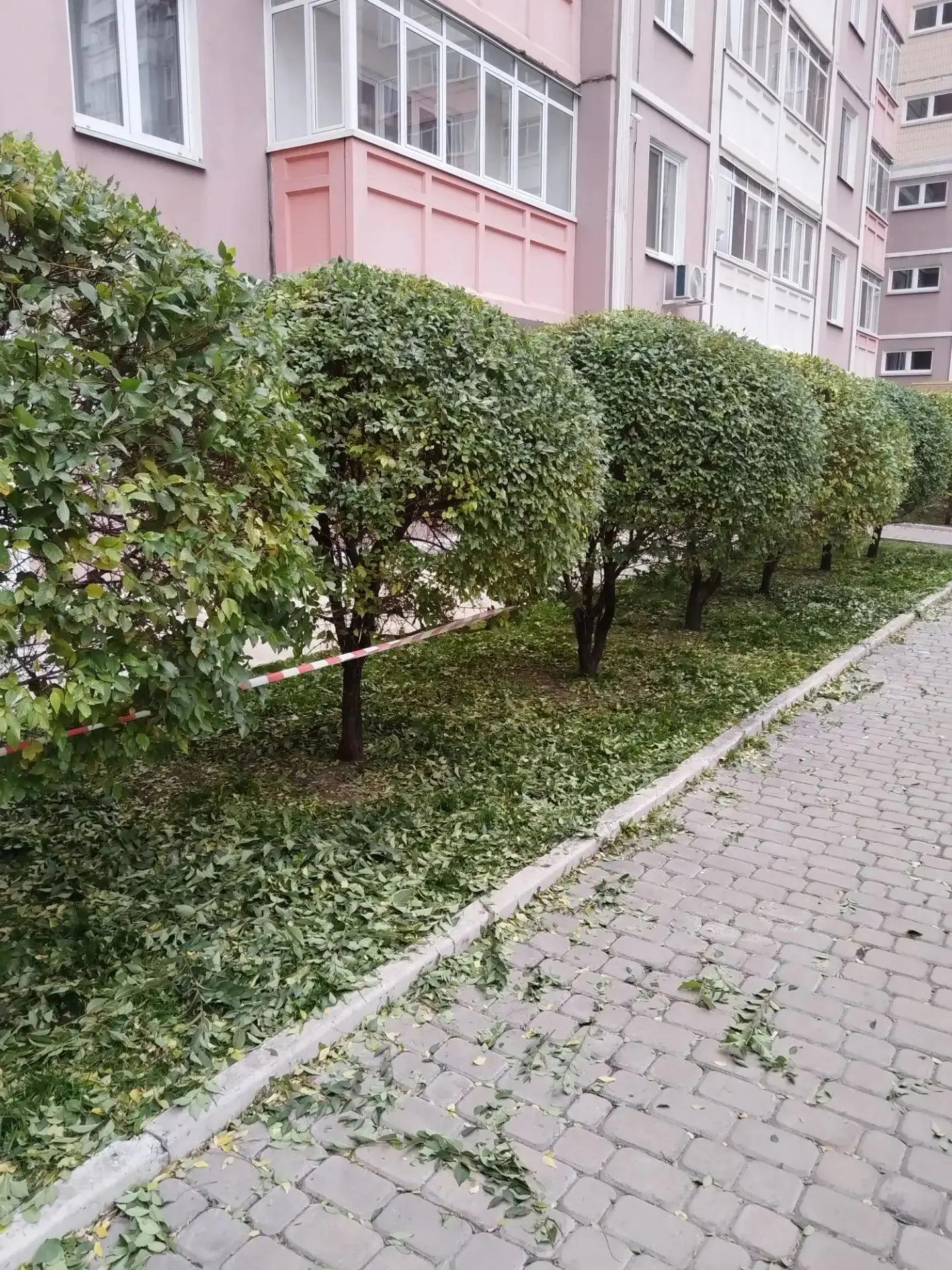 Чернышевского 118а формовка вяза изображение 1