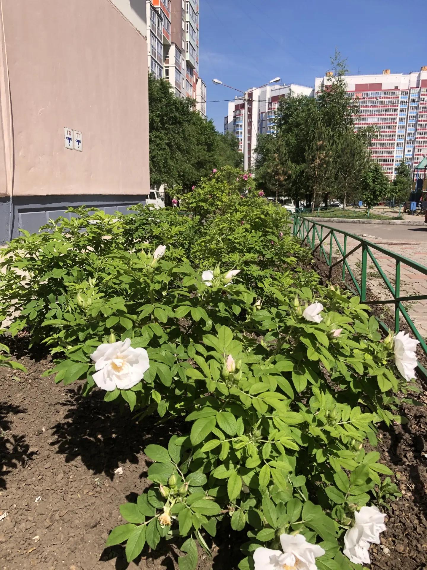 Уход за миксбордером по ул. Мартынова, 31 и ул. Семафорная, 205 изображение 1