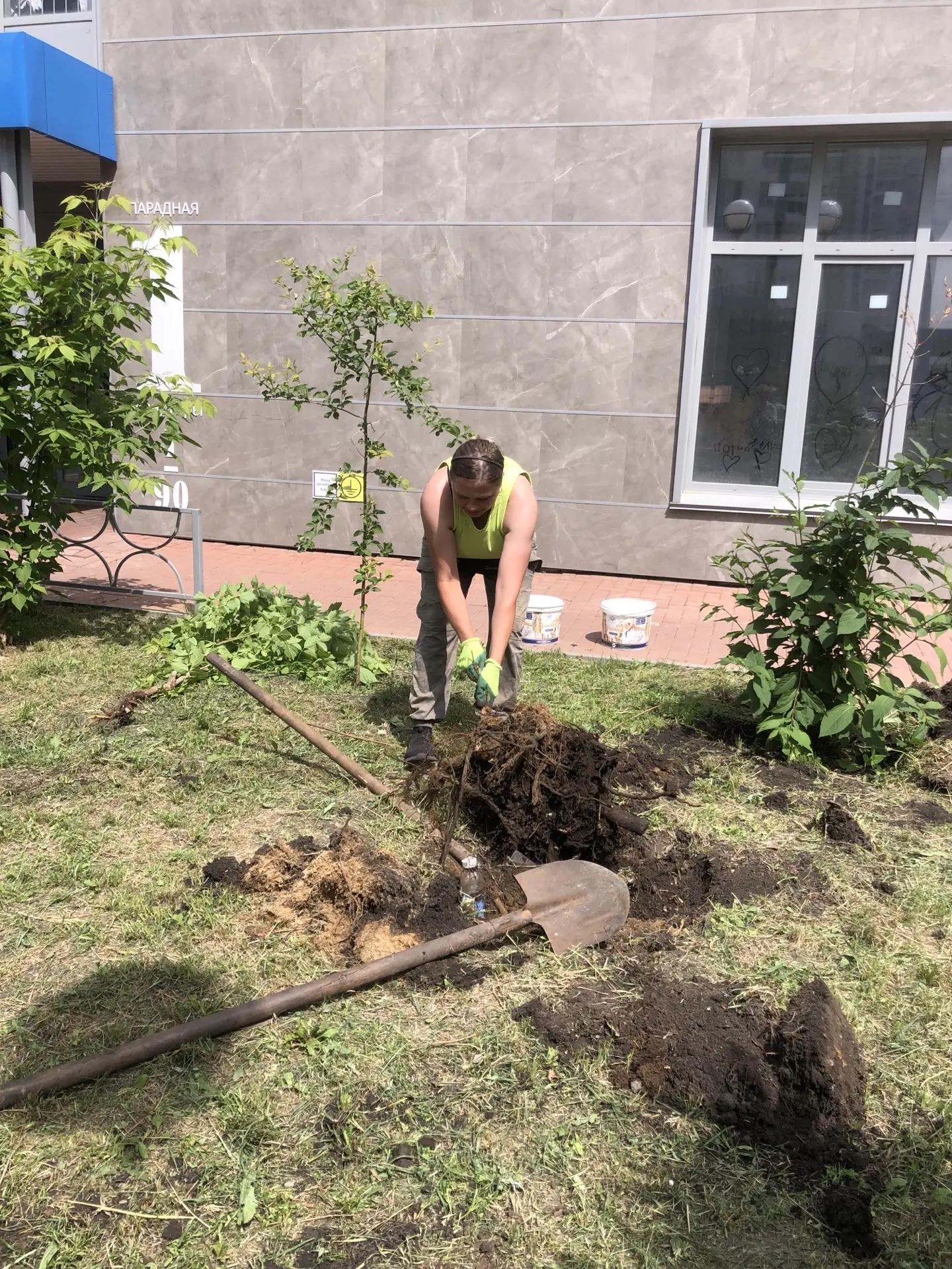 ул. Лесников,43. Ненужные пни убираем, красивое высаживаем. изображение 1