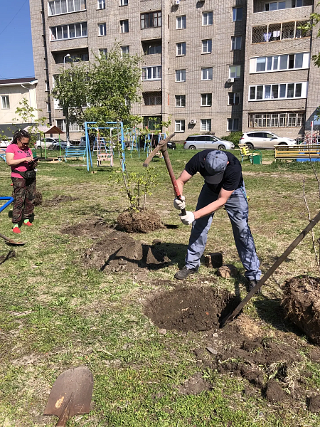 ул. 60 лет Октября 26а посадка деревьев