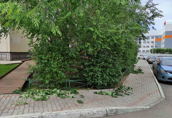 Подрезаем ветки деревьев на пешеходных дорожках изображение 1