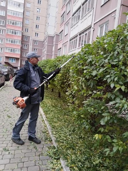 Чернышевского 118а формовка вяза