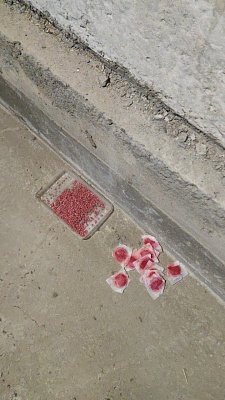 Проводим обязательную дератизацию в наших домах