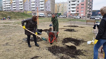 Молодые деревца высадили жители во время субботника Молодые деревца высадили жители во время субботника