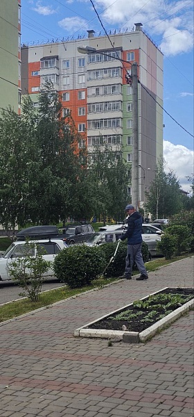 Приступили в формовочной обрезке Приступили в формовочной обрезке
